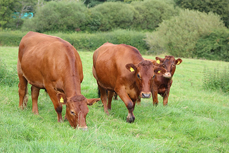 Sustainable Chulmleigh ... Working towards a greener future