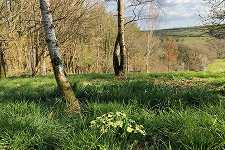 Sustainable Chulmleigh ... Working towards a greener future