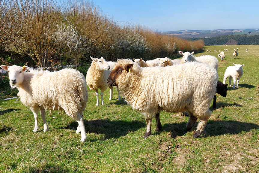 Taw Top Farm Langatons